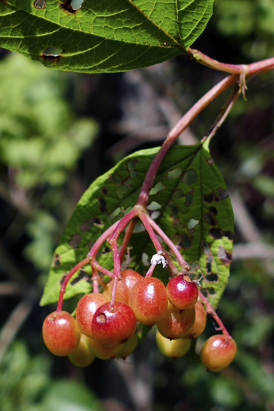 Изображение особи Viburnum opulus.