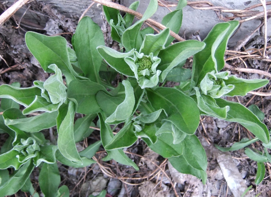 Изображение особи Cardaria draba.