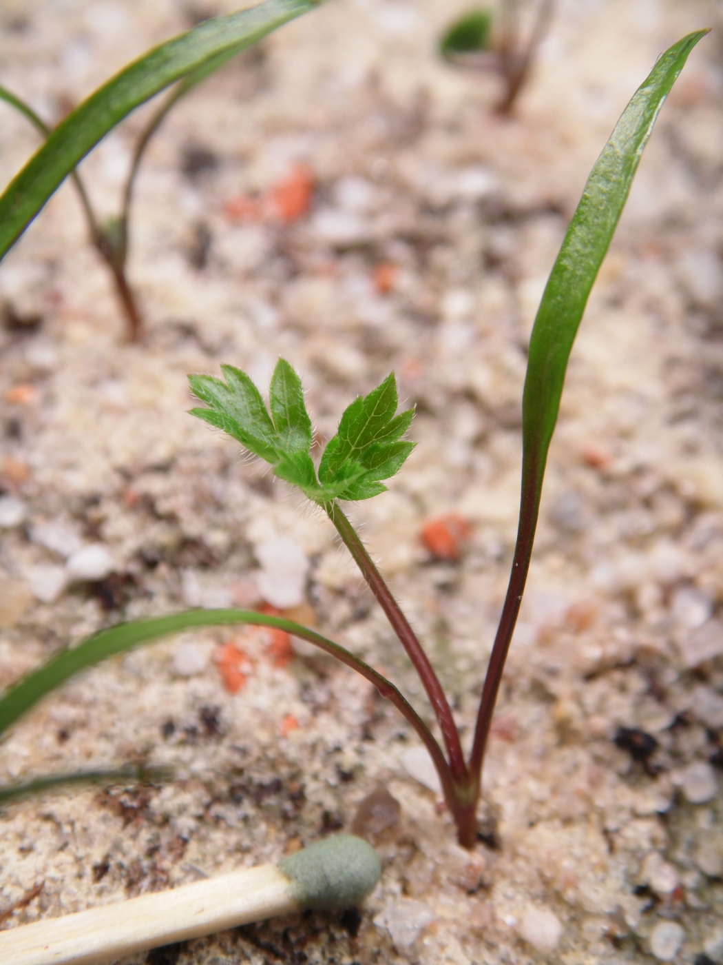Изображение особи Chaerophyllum hirsutum.