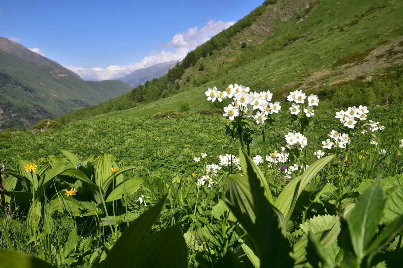 Image of Anemonastrum fasciculatum specimen.