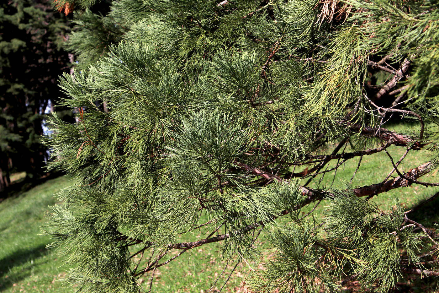 Image of Sequoiadendron giganteum specimen.