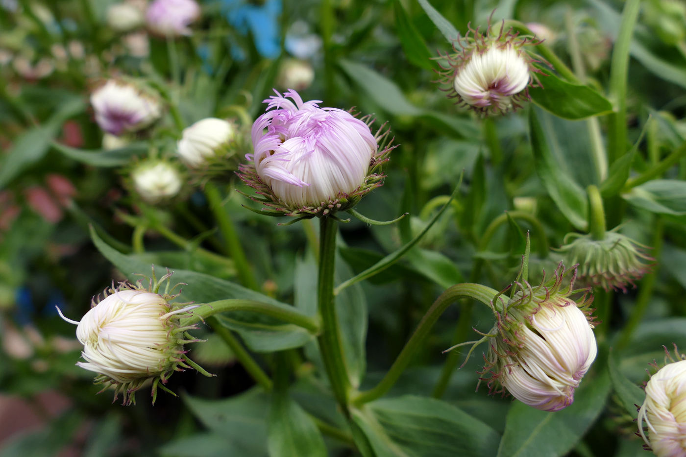 Изображение особи Erigeron speciosus.