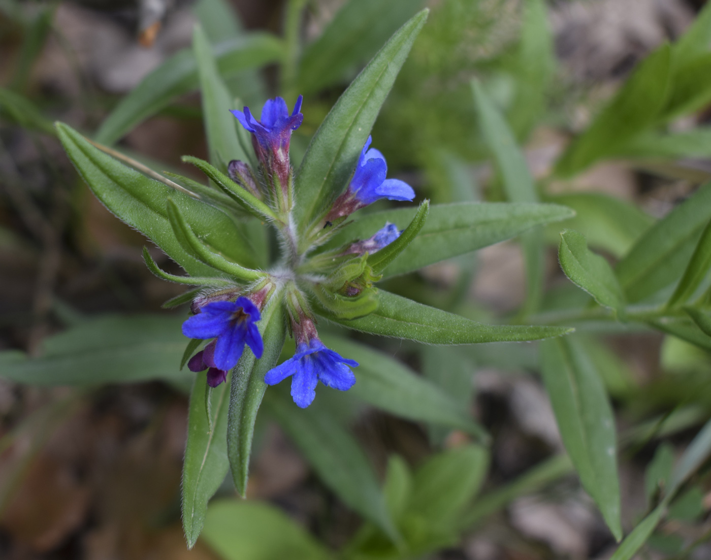 Image of Aegonychon purpurocaeruleum specimen.