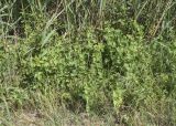 Aristolochia clematitis. Цветущие растения; на опоре из стеблей Phragmites australis. Испания, Каталония, пров. Жирона, комарка Баш Эмпорда, муниципалитет Пальс, кромка залежи на рисовом чеке. 23.04.2026.