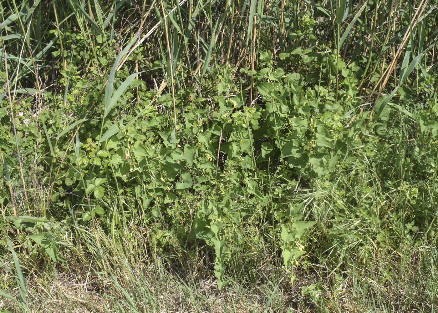 Image of Aristolochia clematitis specimen.