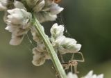 семейство Amaranthaceae