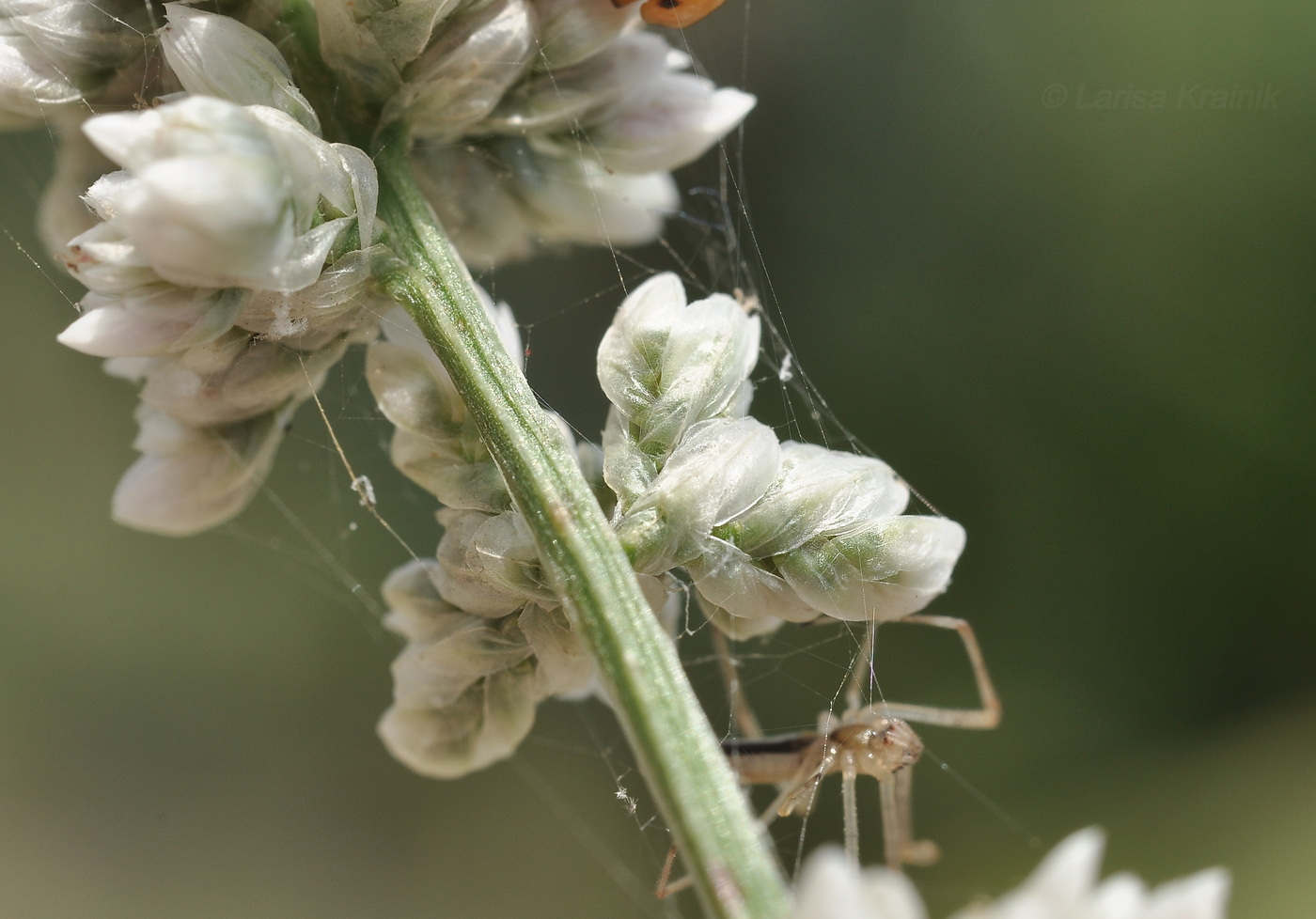 Изображение особи семейство Amaranthaceae.