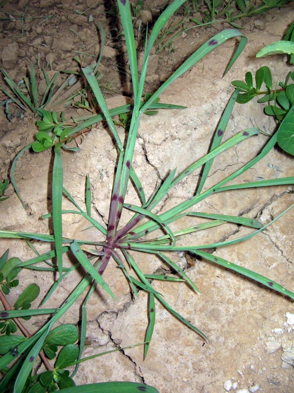 Изображение особи Echinochloa colonum.