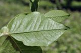 Vicia ohwiana. Часть листа (вид на абаксиальную поверхность). Приморский край, г. Владивосток, о. Русский, кампус ДВФУ, остатки широколиственного леса. 29.05.2026.