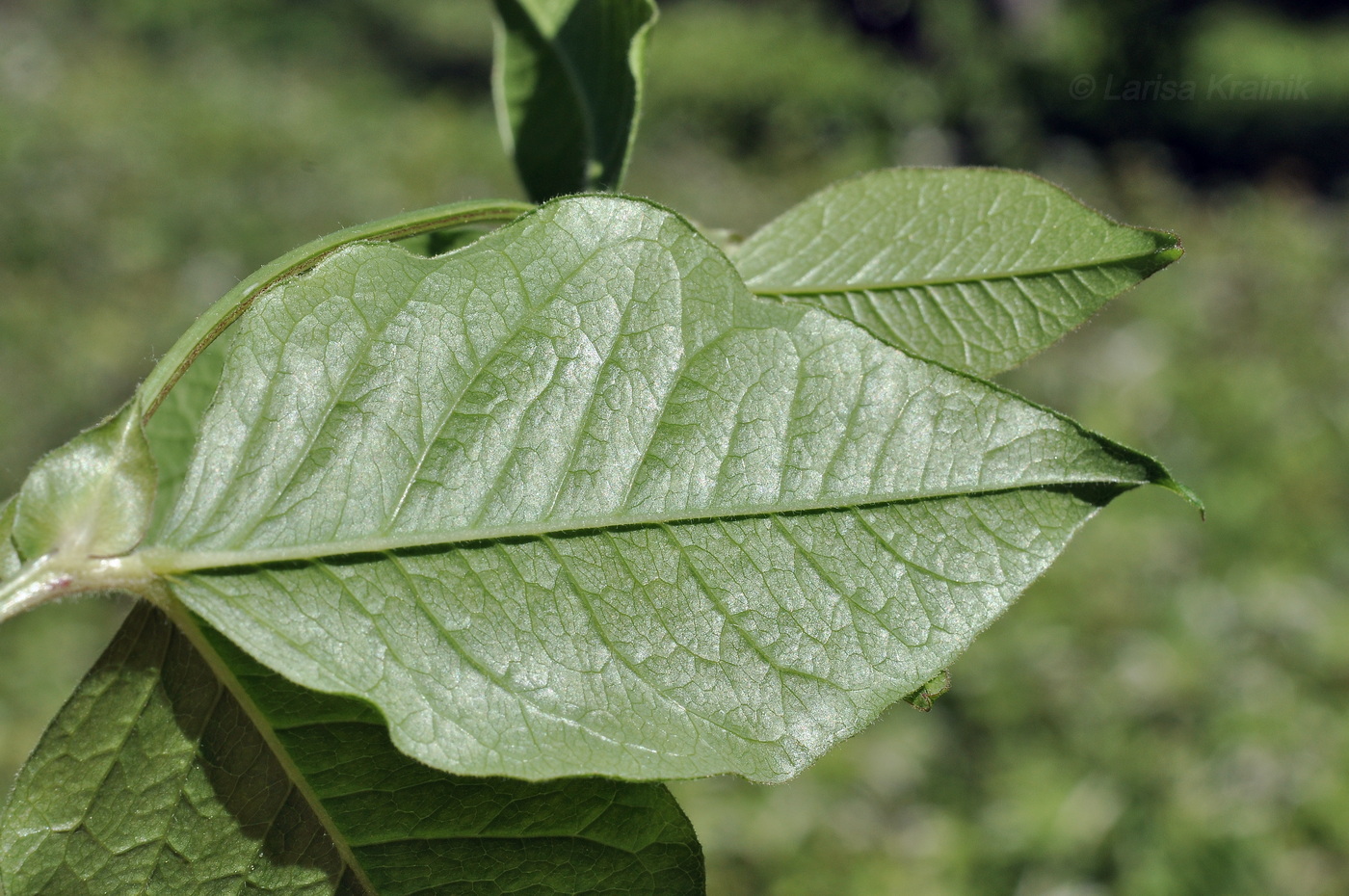Image of Vicia ohwiana specimen.