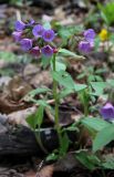 Pulmonaria obscura. Цветущее растение в широколиственном лесу. Московская область, Боровский курган. 01.05.2011.