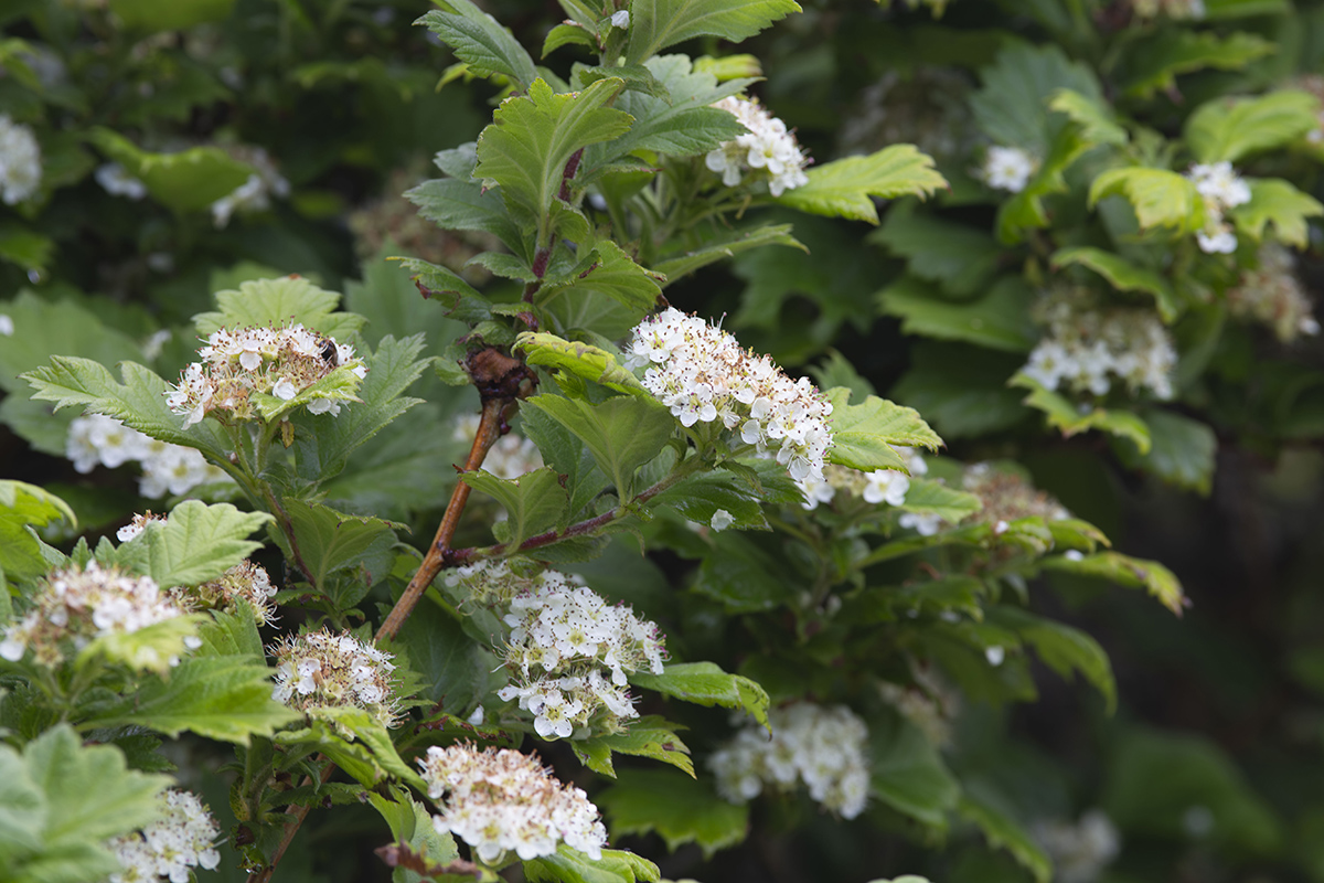 Изображение особи Crataegus maximowiczii.