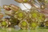 Allium longispathum. Цветки. Крым, Южный берег, пос. Алупка, обочина. 11.07.2026.