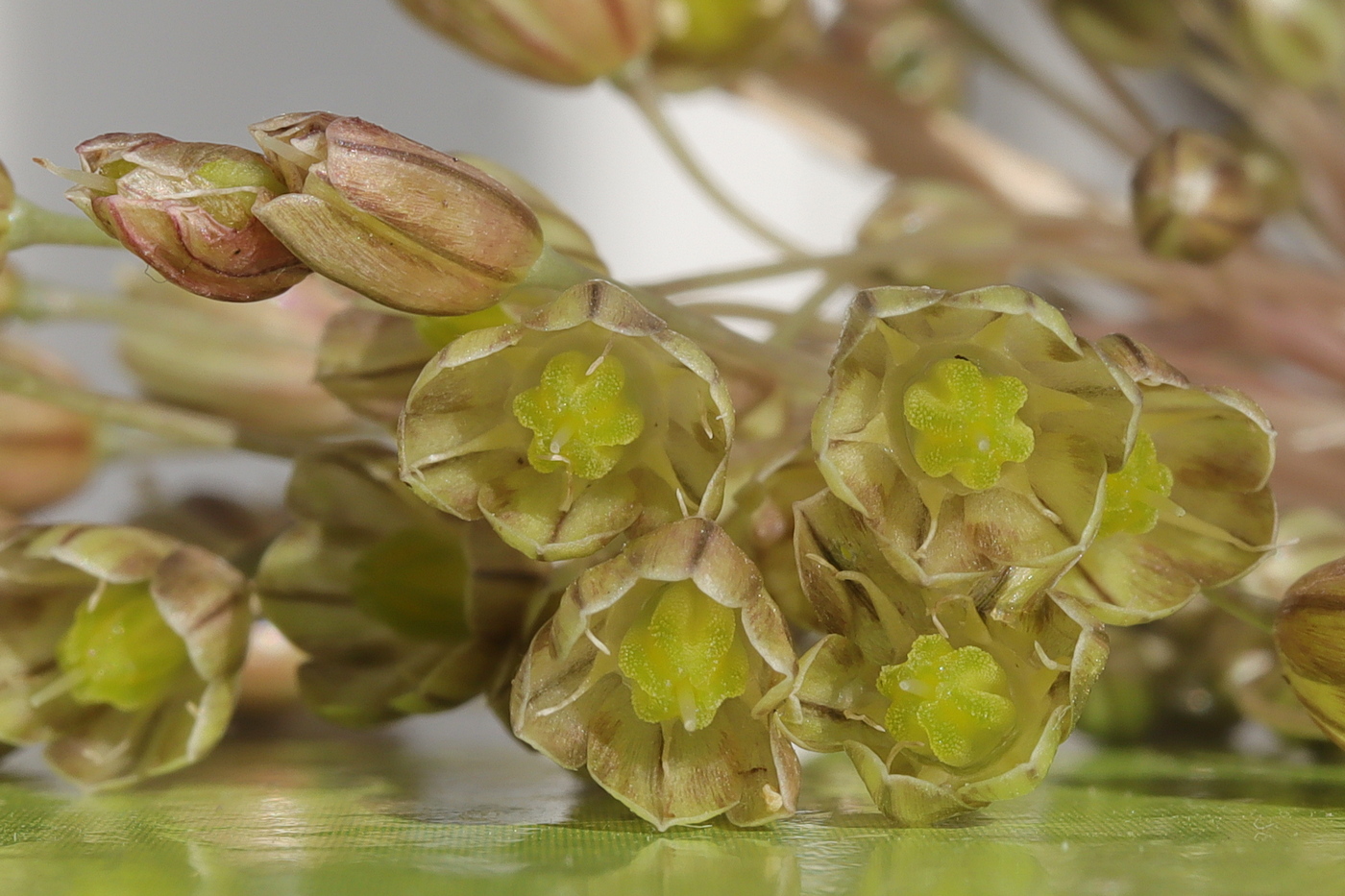 Image of Allium longispathum specimen.