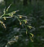 семейство Poaceae