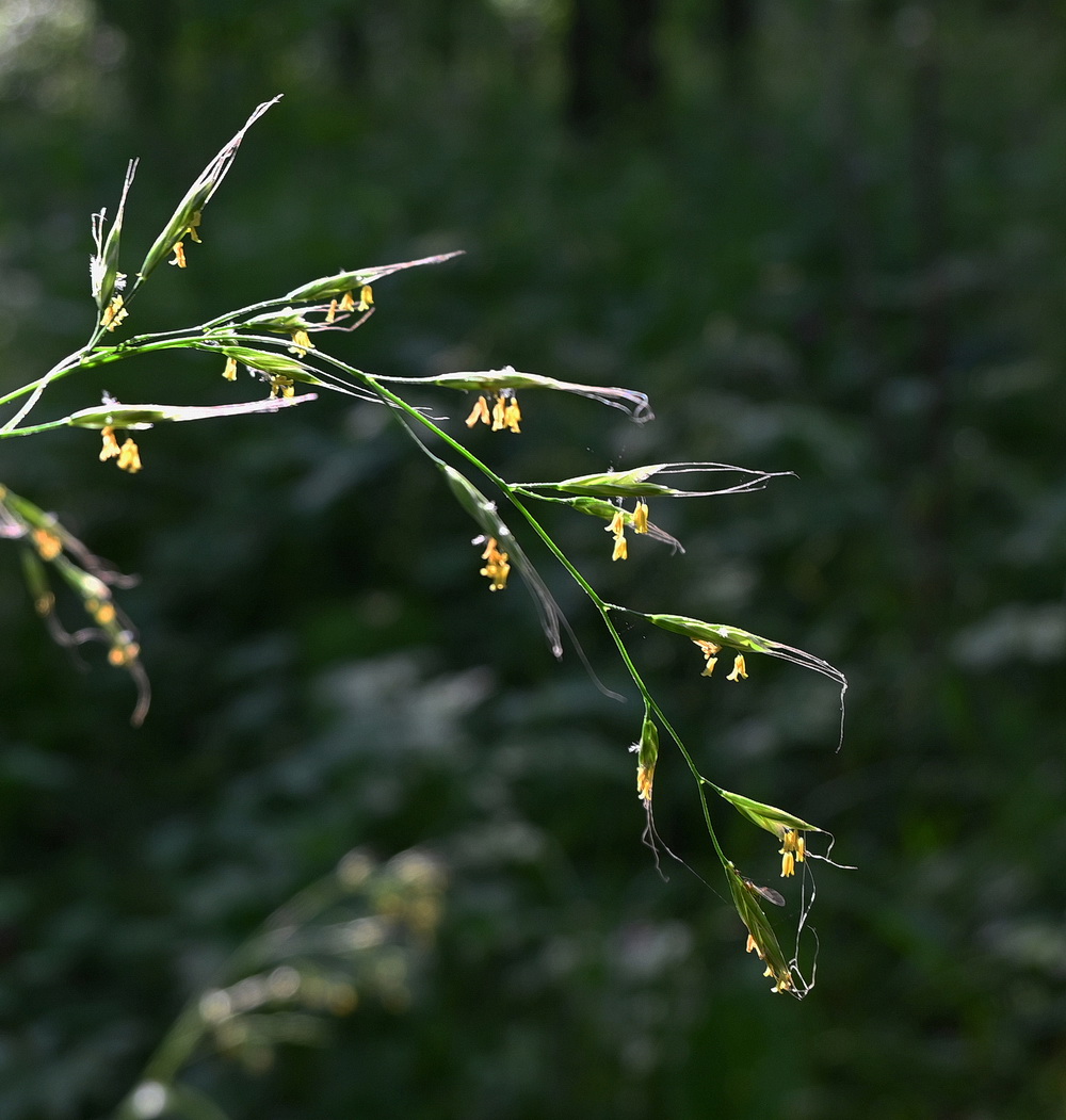 Изображение особи семейство Poaceae.