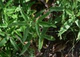 genus Trifolium. Листья. Грузия, край Самцхе-Джавахети, Ахалцихский муниципалитет, левый борт р. Цинубанисцкали, 1,8 км выше по течению от горячего источника Цинубани, гребень небольшого отрога, выс. 1150 м н.у.м., под дубами. 9 июня 2026 г.