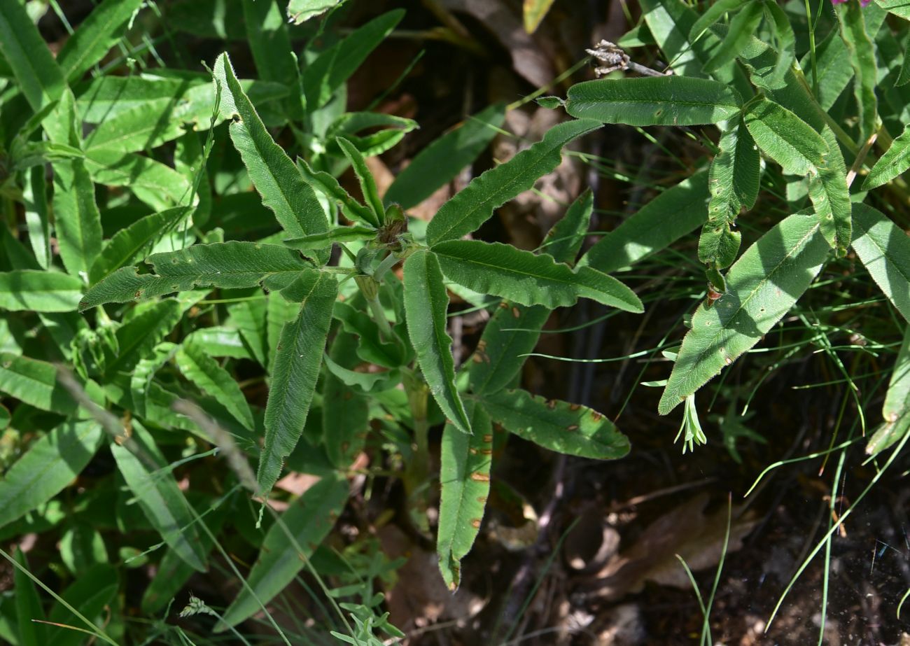 Image of genus Trifolium specimen.