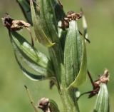 Tulotis hologlottis. Плод. Приморский край, Шкотовский р-н, окр. с. Новонежино, сырой луг. 08.08.2026.
