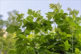 Acer negundo. Верхушка молодого растения. Татарстан, окр. с. Камское Устье, край осыпающегося обрывистого берега. 05.06.2026.