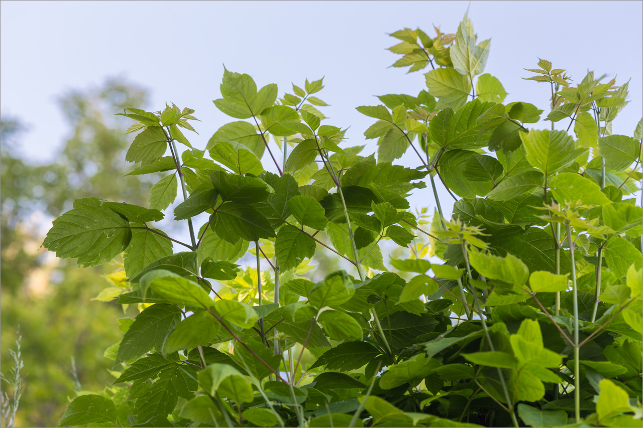 Image of Acer negundo specimen.