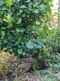 Euonymus japonicus. Нижняя часть вегетирующего растения. Волгоград, Красноармейский р-н, ул. Городовикова. 23.08.2026.