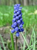 род Muscari