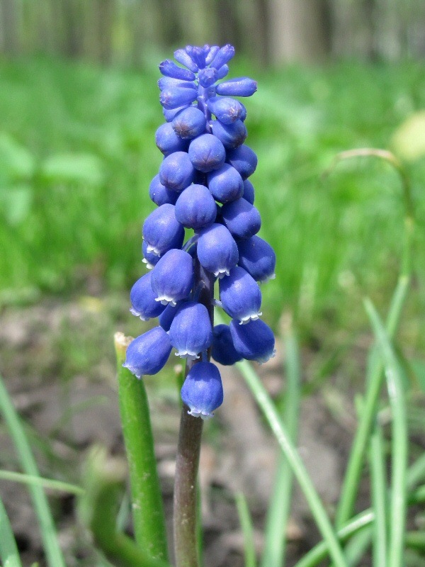 Изображение особи род Muscari.