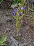 Scutellaria tuminensis. Цветущее растение. Хабаровский край, г. Комсомольск-на-Амуре, обочина грунтовой дороги. 25.06.2026.