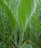 Plantago urvillei