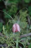 Fritillaria ferganensis