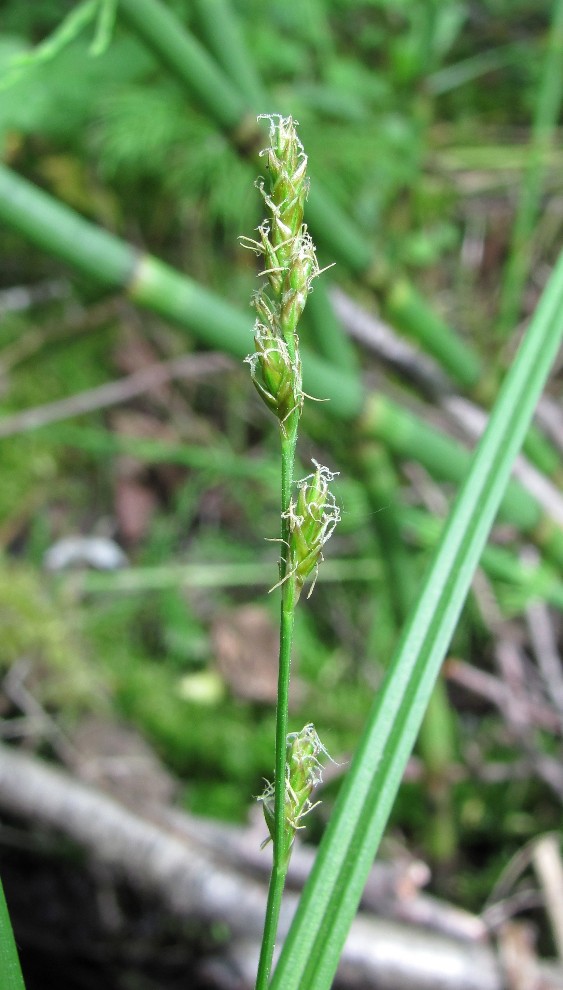 Image of Carex elongata specimen.