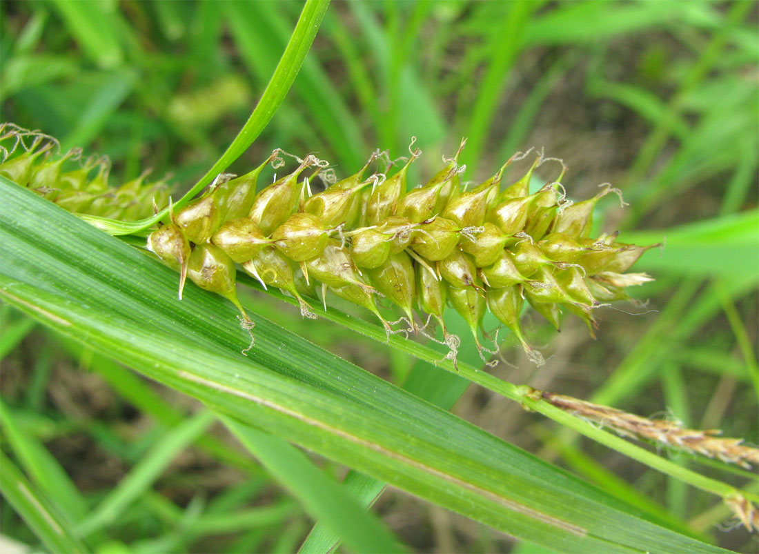 Image of Carex vesicaria specimen.