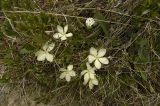 Gentiana oschtenica