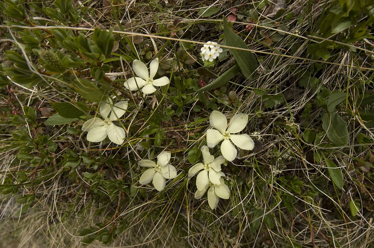 Изображение особи Gentiana oschtenica.