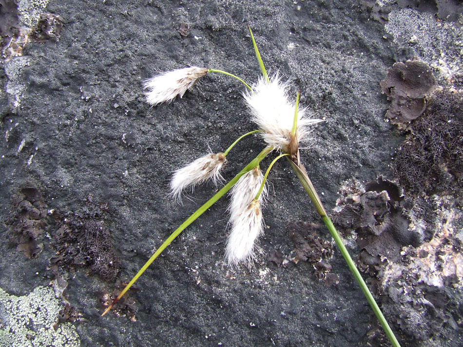 Image of Eriophorum angustifolium specimen.