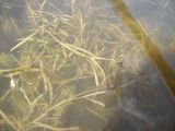 Potamogeton friesii. Растение в воде. Курская обл., г. Железногорск, вдхр. на р. Погарщина. 27 июня 2007 г.