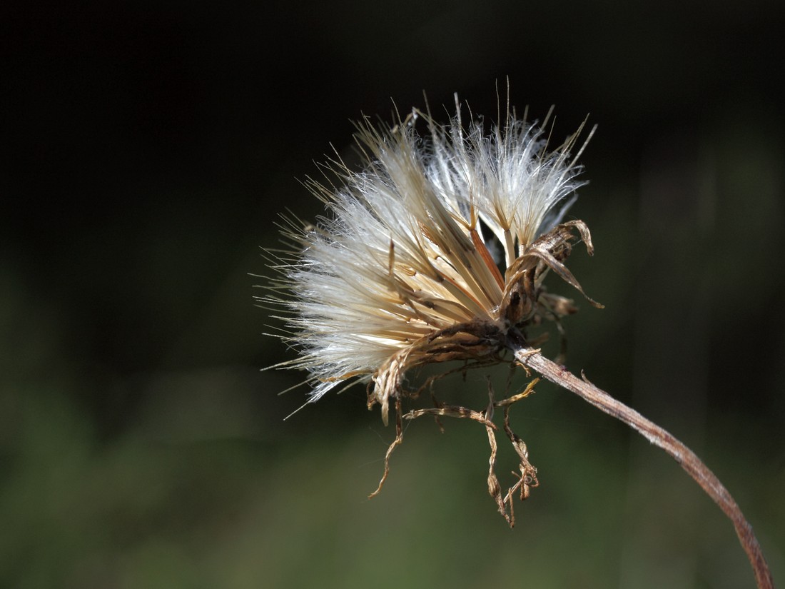 Изображение особи Scorzonera humilis.