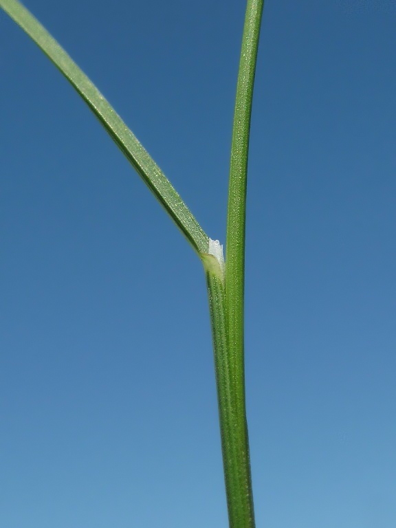 Image of Poa palustris specimen.
