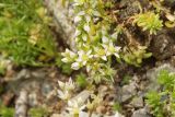 Sedum gracile. Цветущий побег. Республика Карачаево-Черкесия, Домбай, верховья долины р. Алибек, ≈ 2100 м н.у.м. 09.07.2011.