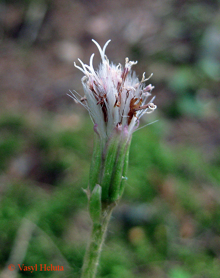 Image of Homogyne alpina specimen.