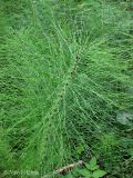 Equisetum telmateia