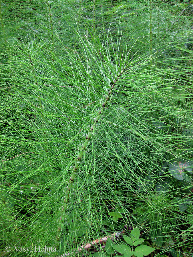 Изображение особи Equisetum telmateia.