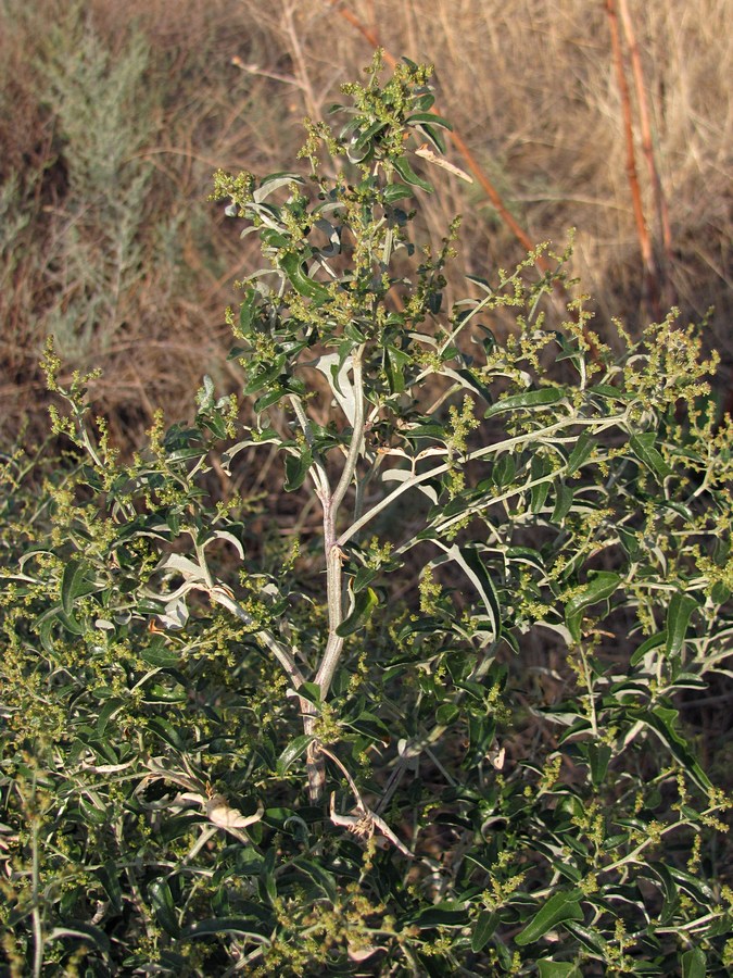 Image of Atriplex aucheri specimen.