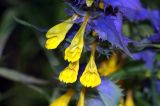 Melampyrum nemorosum. Цветки. Московская обл., Раменский р-н. Хрипань, опушка леса. 21.06.2008.