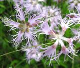 Dianthus superbus. Венчики цветков. Ярославская обл., Угличский р-н, дер. Савино, долина р. Корожечна, луг. 24.06.2011.