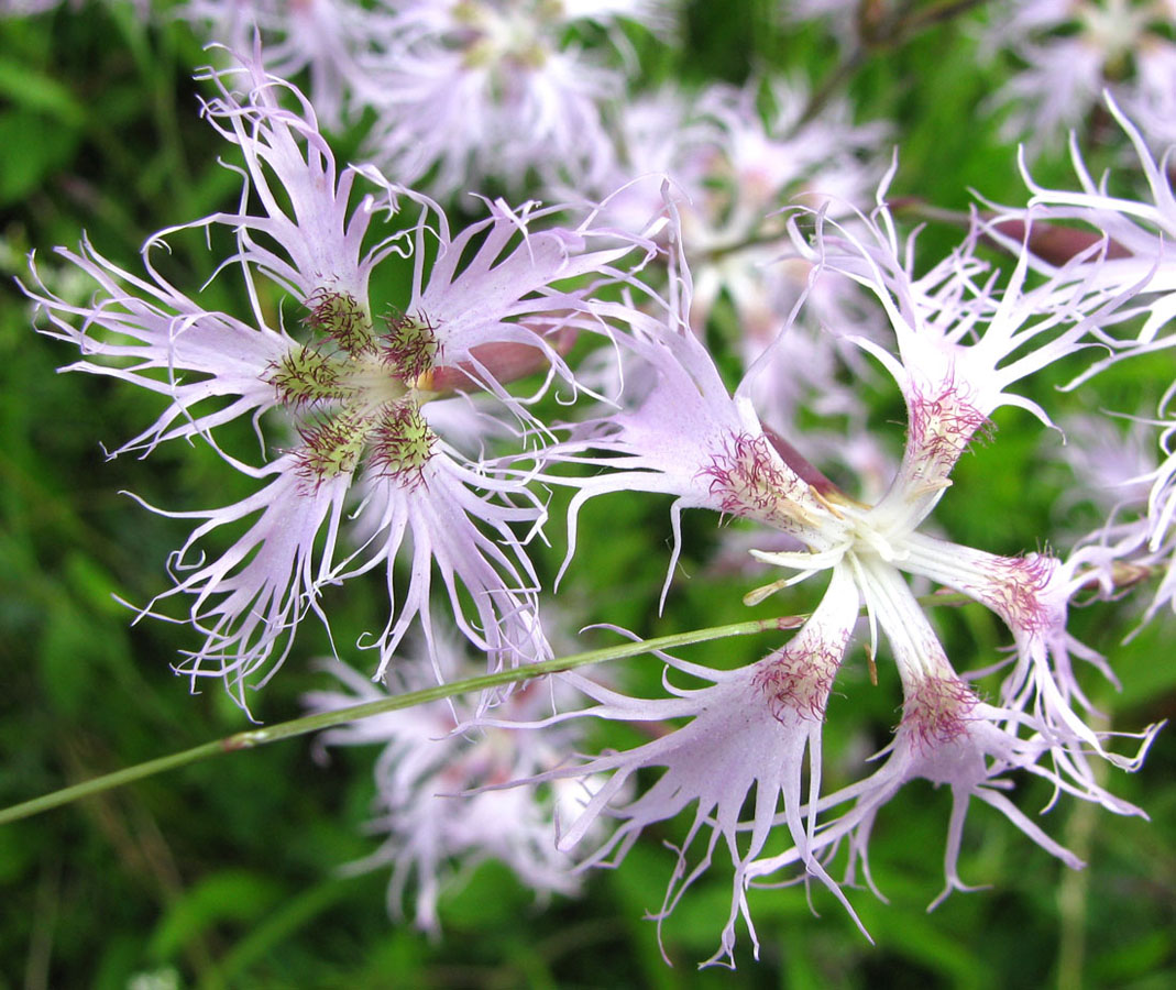 Изображение особи Dianthus superbus.