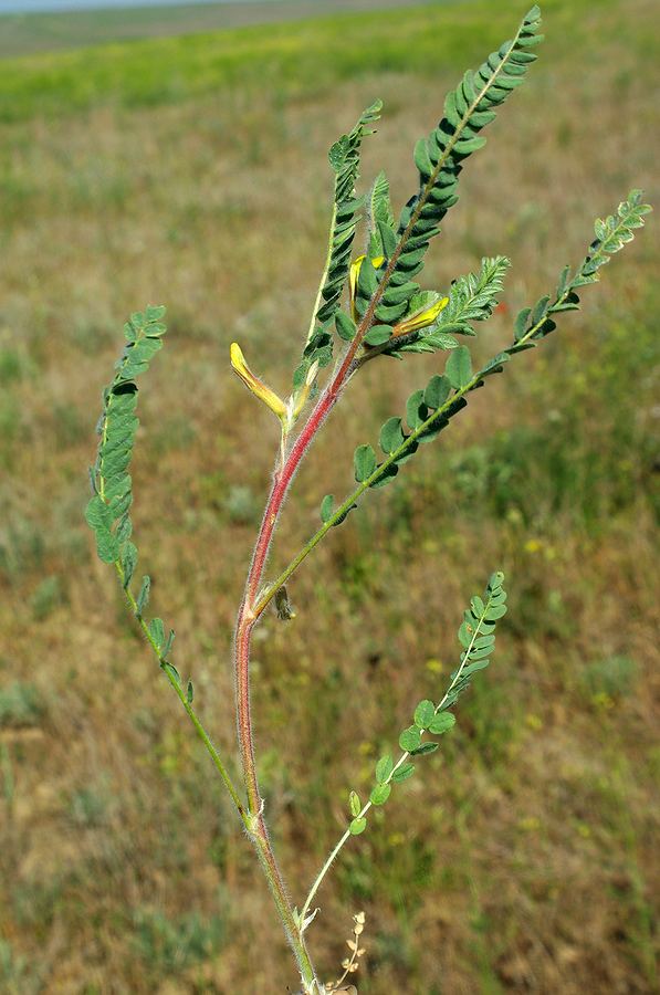 Изображение особи Astragalus larvatus.