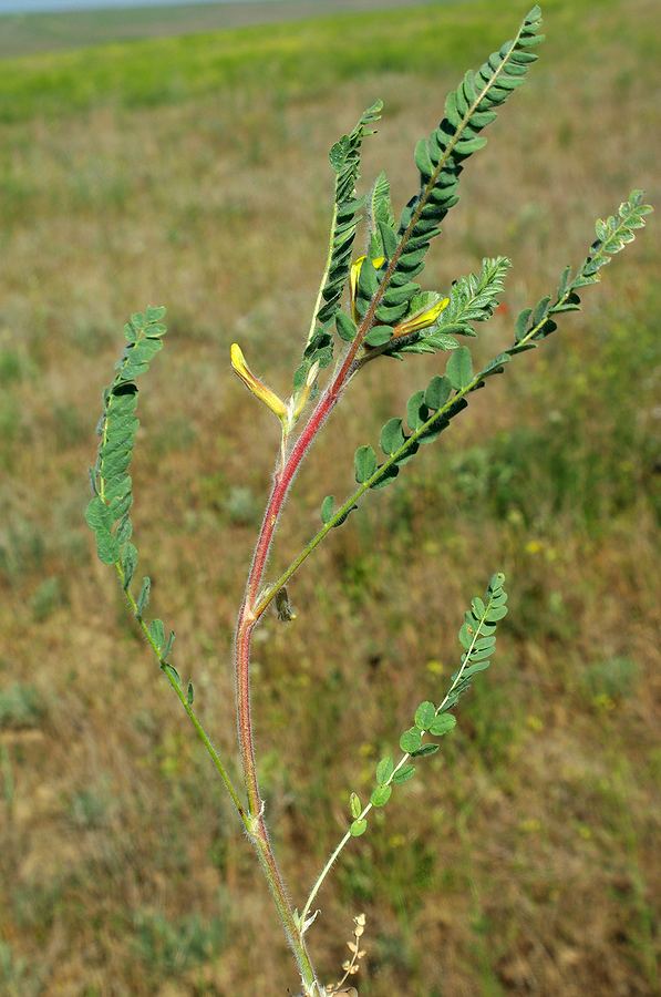 Image of Astragalus lanuginosus specimen.