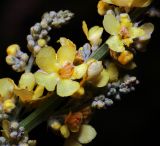 Verbascum lychnitis. Цветки в средней части соцветия. Воронежская обл., Павловский р-н, окр. с. Михайловка (Шипов лес), опушка леса. 17.06.2011.